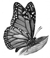 Штамп силиконовый утолщенный "Monarch Butterfly"/Бабочка-Монарх (LaBlanche)